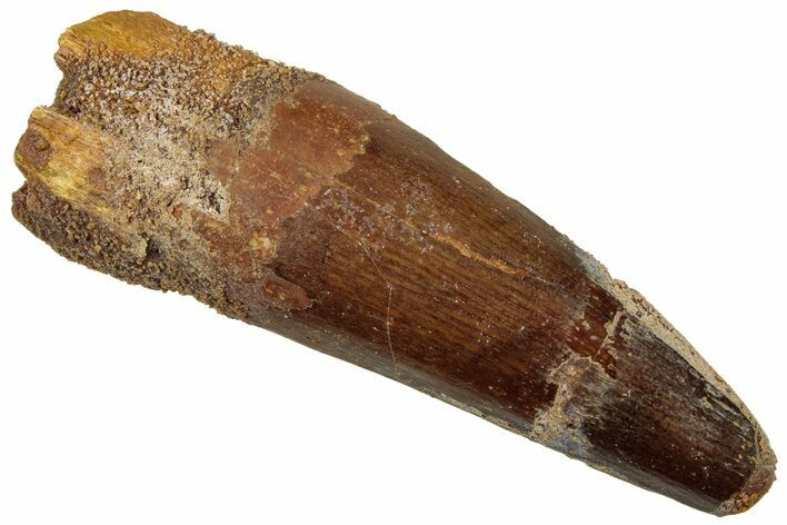 Fossil Spinosaurus Tooth - Real Dinosaur Tooth #319118
